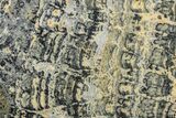 Proterozoic Columnar Stromatolite (Asperia) Slab - Australia #239973-1